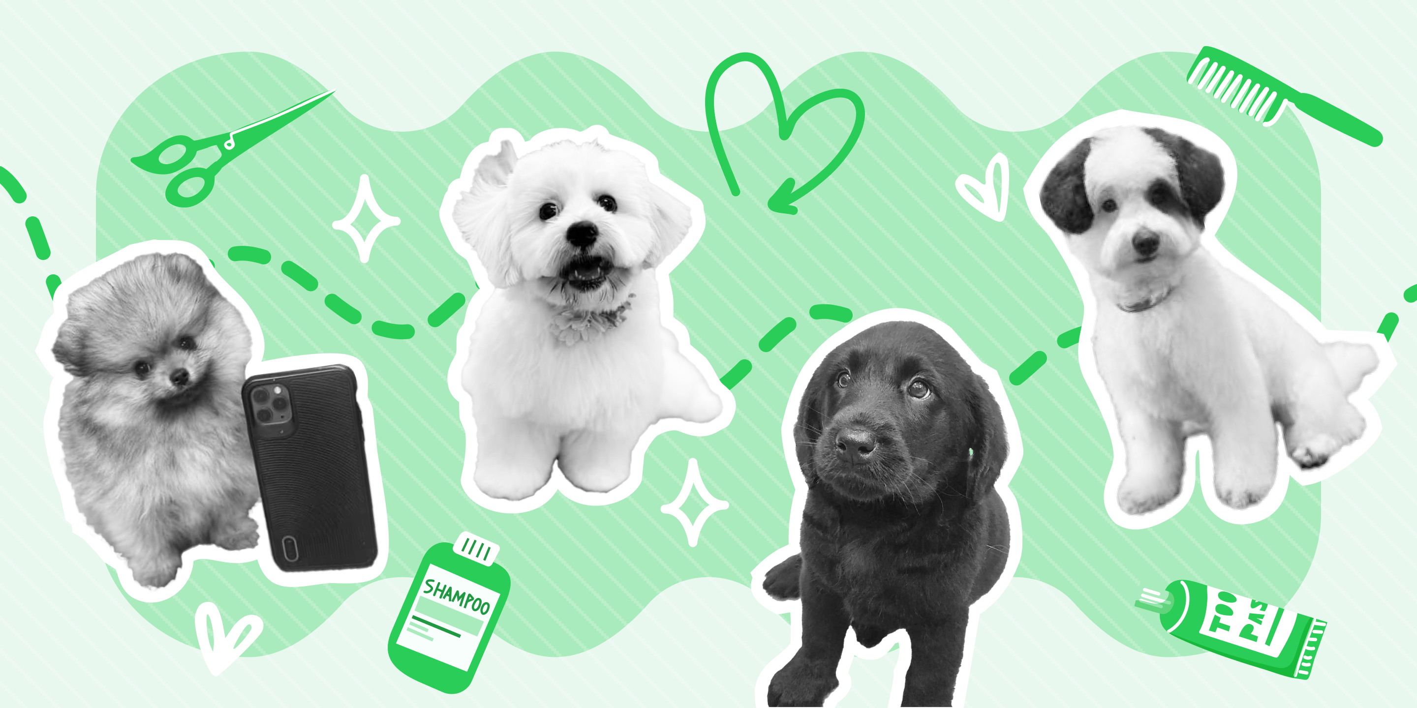 puppy-grooming-how-to-introduce-puppies-to-professional-grooming